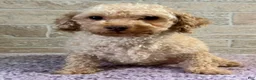 Maltipoo dogs for sale: Lori - Ad 6