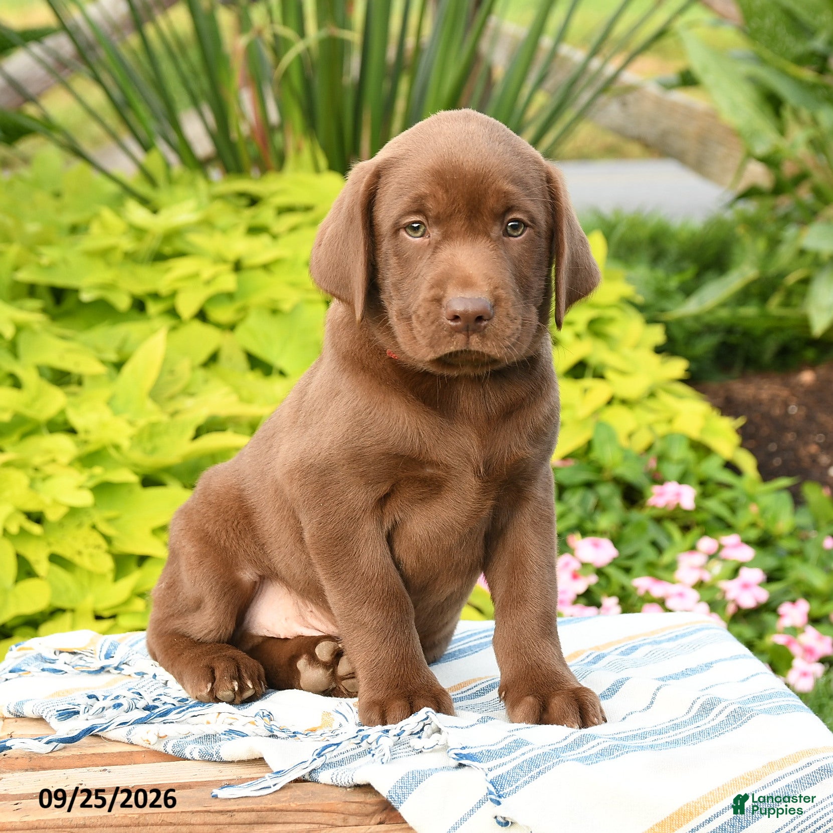 Labrador Retriever dogs Liam - Ad 1