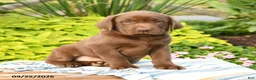 Labrador Retriever dogs for sale: Liam - Ad 1