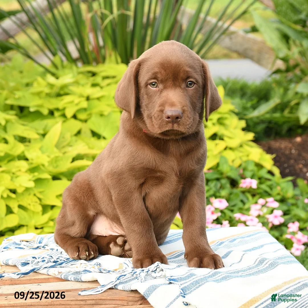 Labrador Retriever dogs for sale: Liam - Ad 1