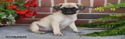 Puggle dogs for sale: Coffee - Ad 3
