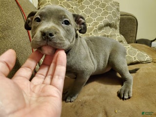 American Bully dogs - Ad 19