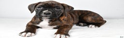 Boxer dogs for sale: Abby - Ad 6