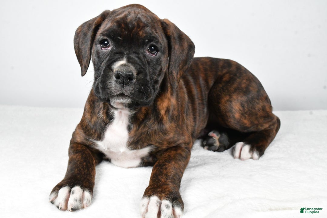Boxer dogs for sale: Abby - Ad 6