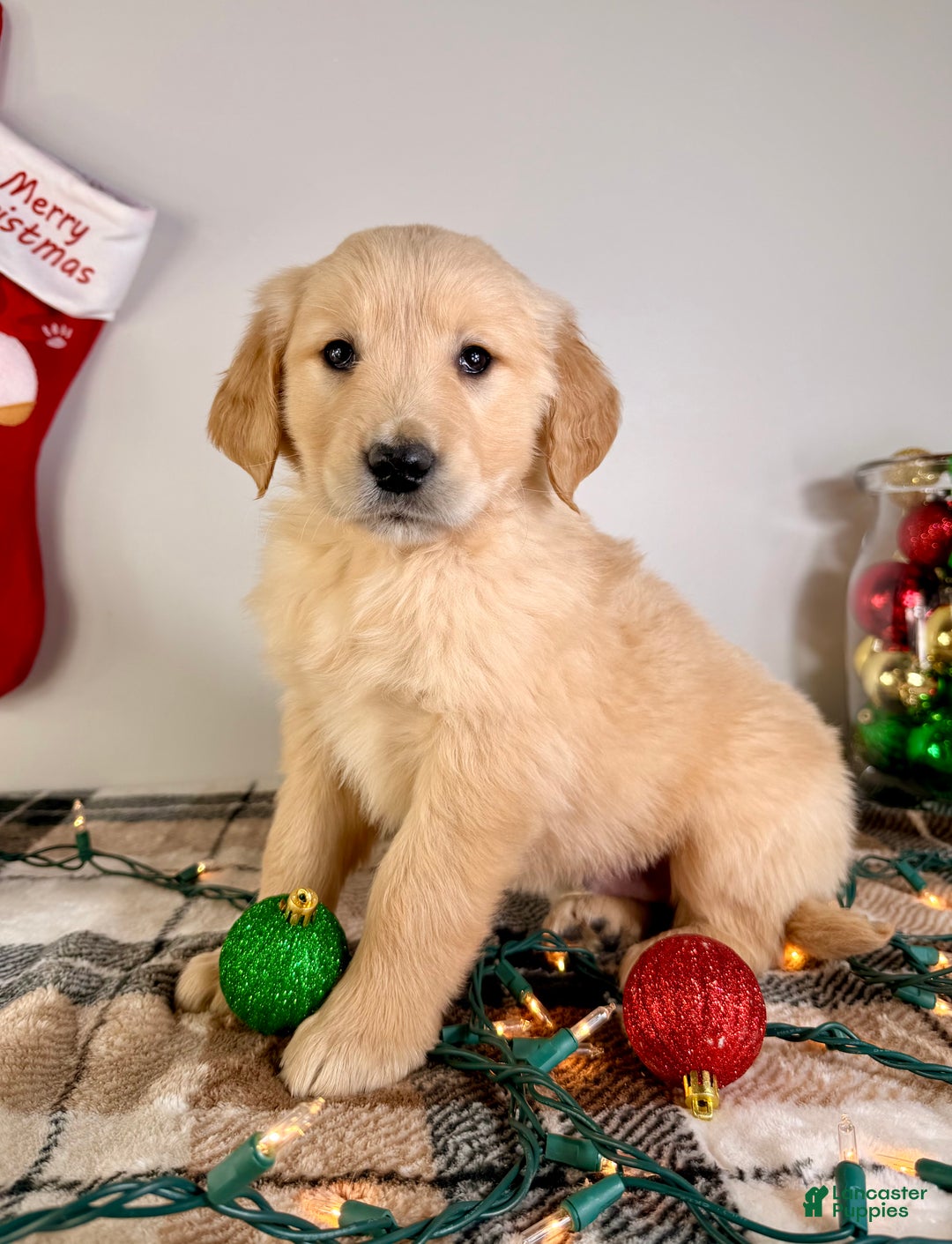 Golden Retriever dogs for sale: AKC Grayson - Ad 5