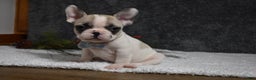 French Bulldog dogs for sale: Walter  - Ad 5