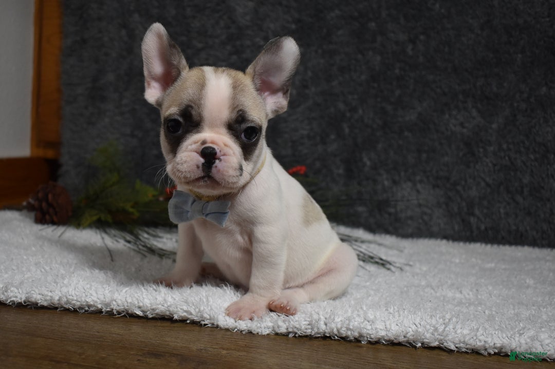 French Bulldog dogs for sale: Walter  - Ad 5