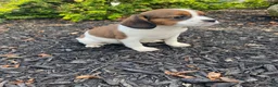 Mixed Breed dogs for sale: Chance - Ad 5