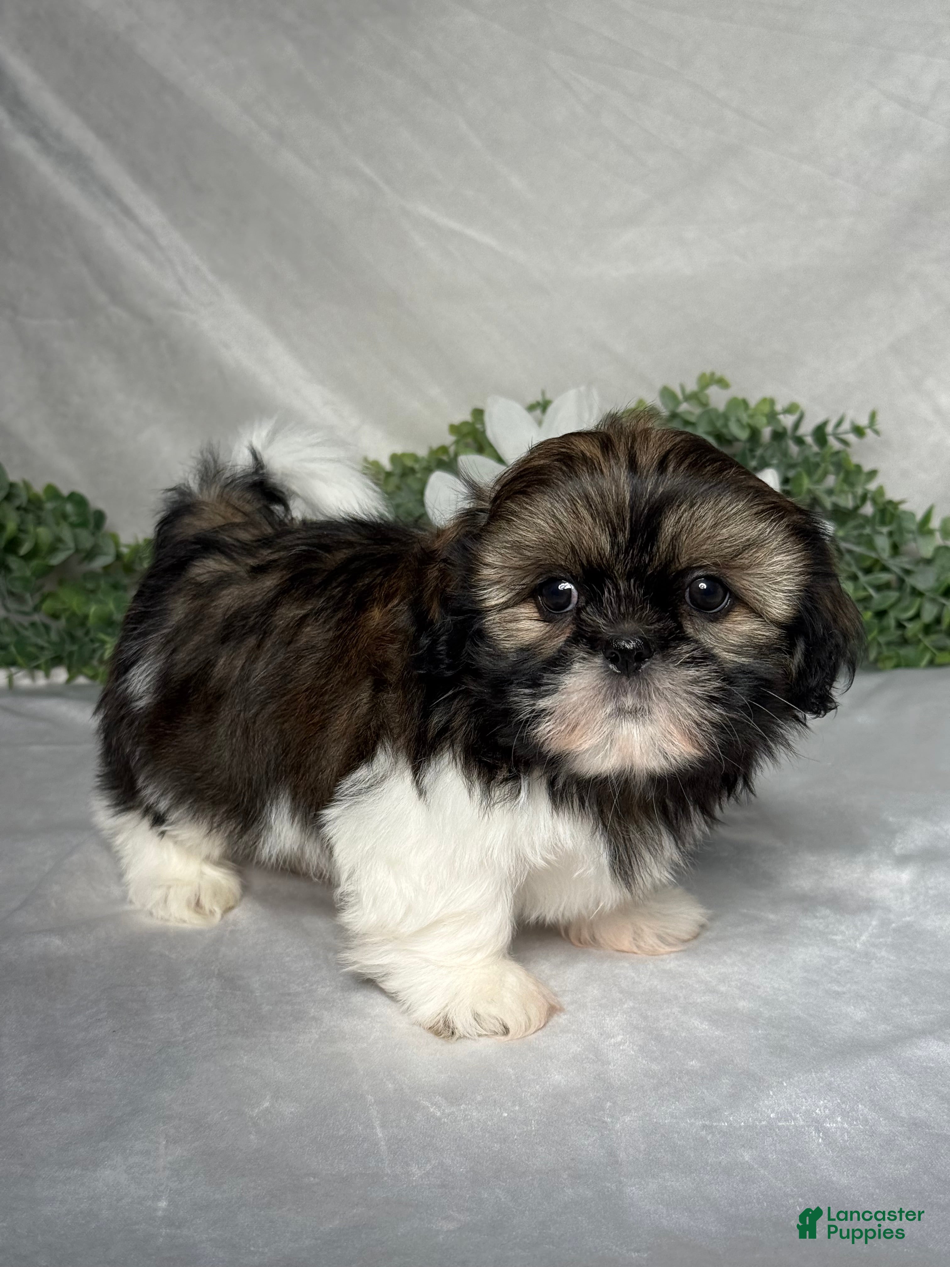 Shih Tzu dogs Wyatt - Ad 2