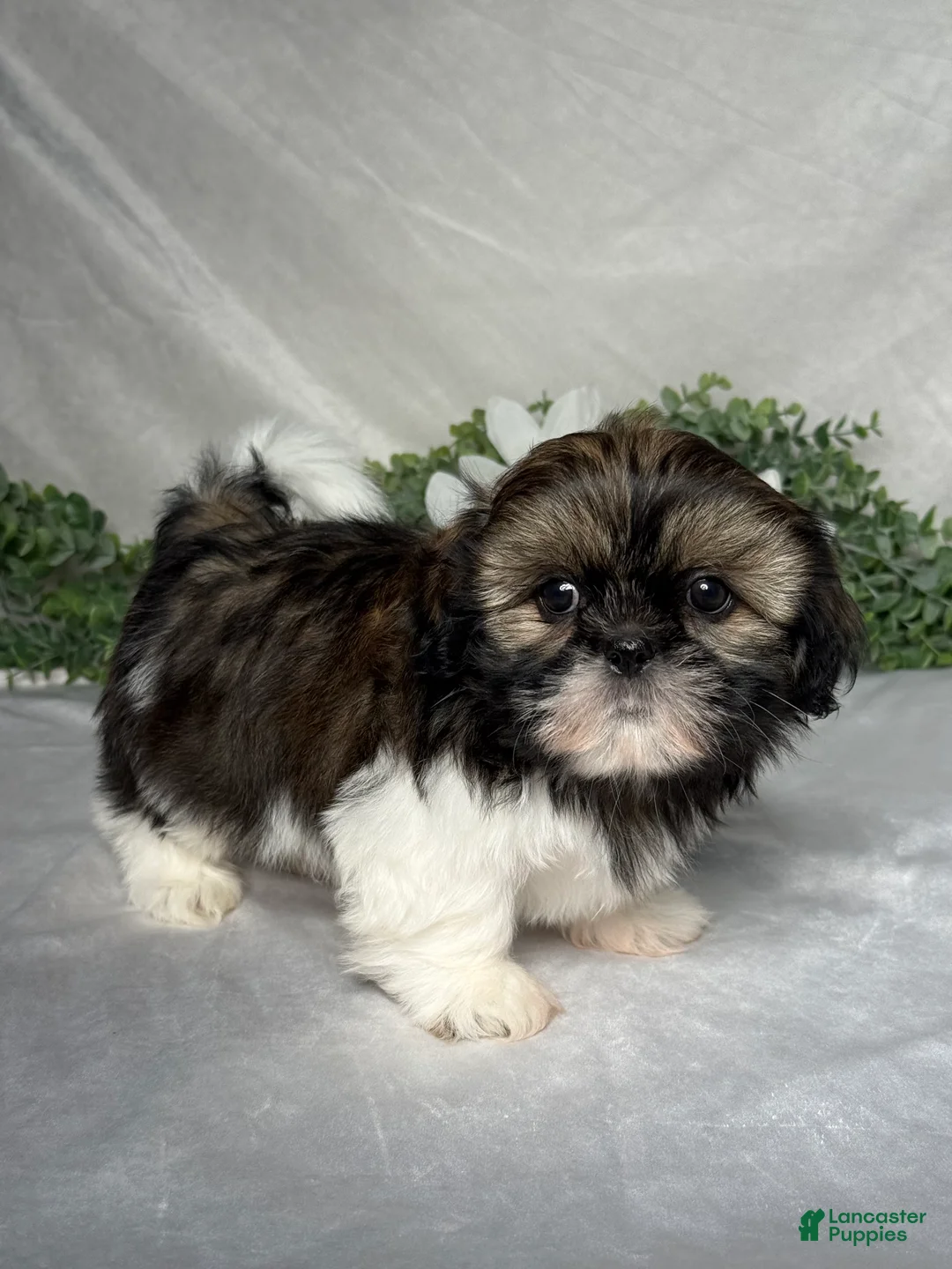 Shih Tzu dogs for sale: Wyatt - Ad 2
