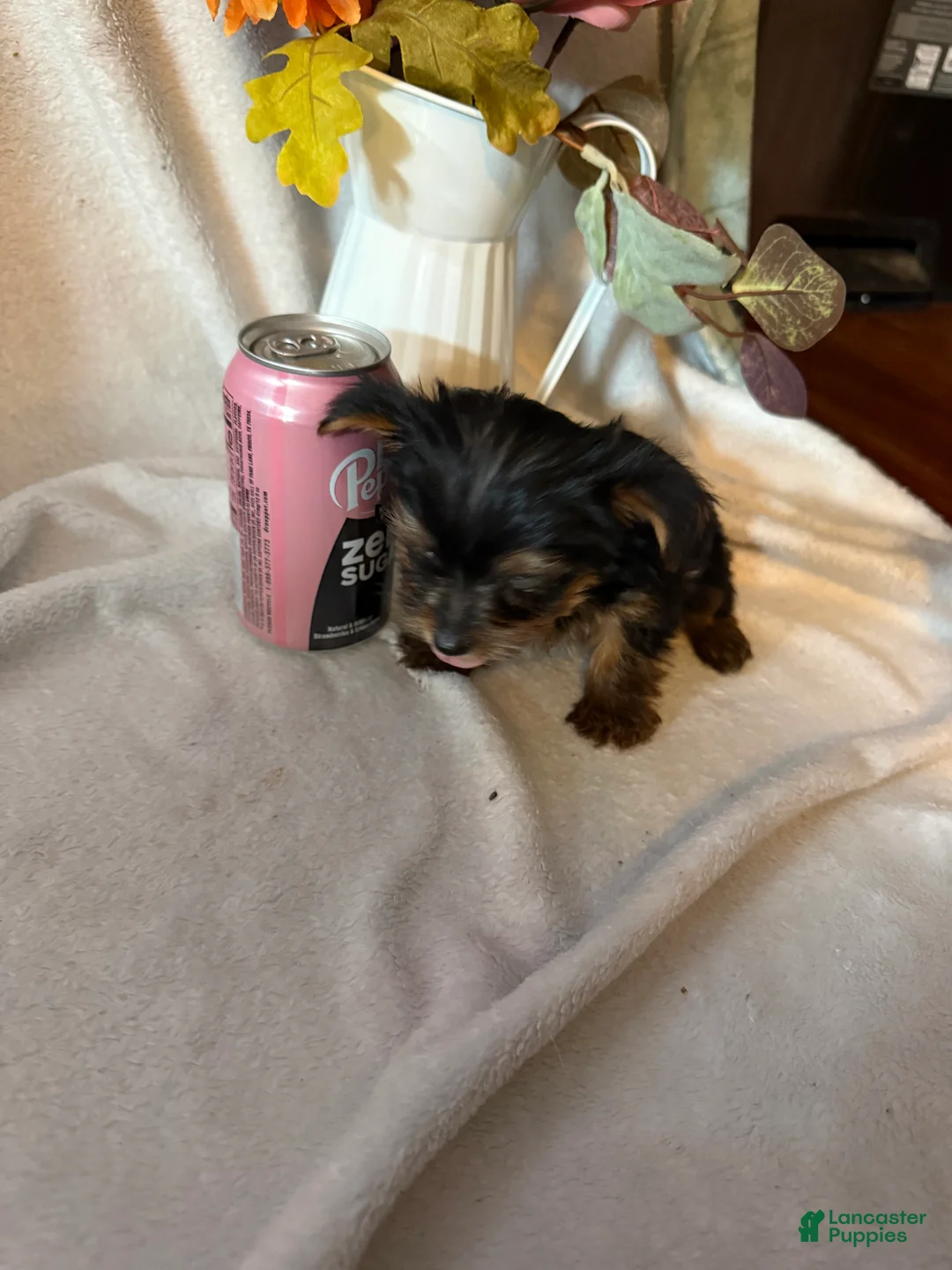 Yorkshire Terrier dogs for sale: Mini teddy - Ad 5