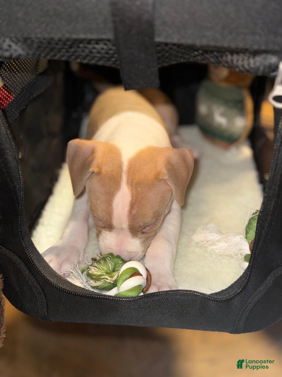 American Bully dogs for sale: Teddy - Ad 2