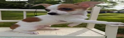 Chihuahua dogs for sale: Chihuahua Puppy 1 - Ad 9