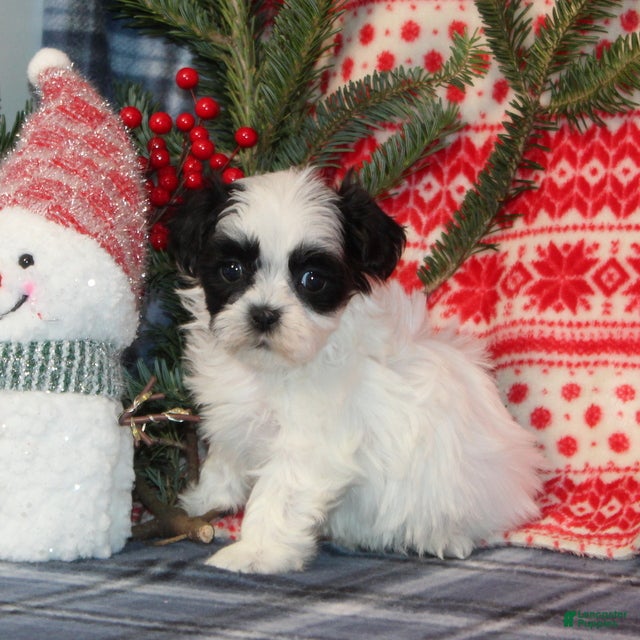 Teddy Bear dogs Harmony - Ad 15