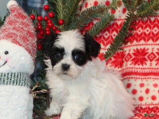 Teddy Bear dogs Harmony - Ad 25