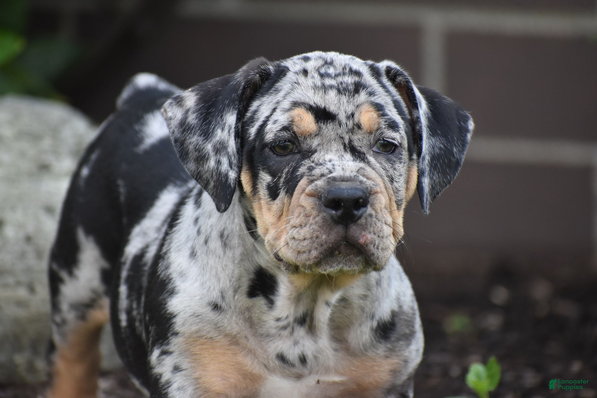 Beabull dogs Dixie - Ad 1