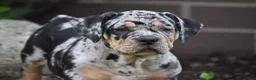 Beabull dogs for sale: Dixie - Ad 4