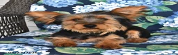 Yorkshire Terrier dogs for sale: Ranger - Ad 5