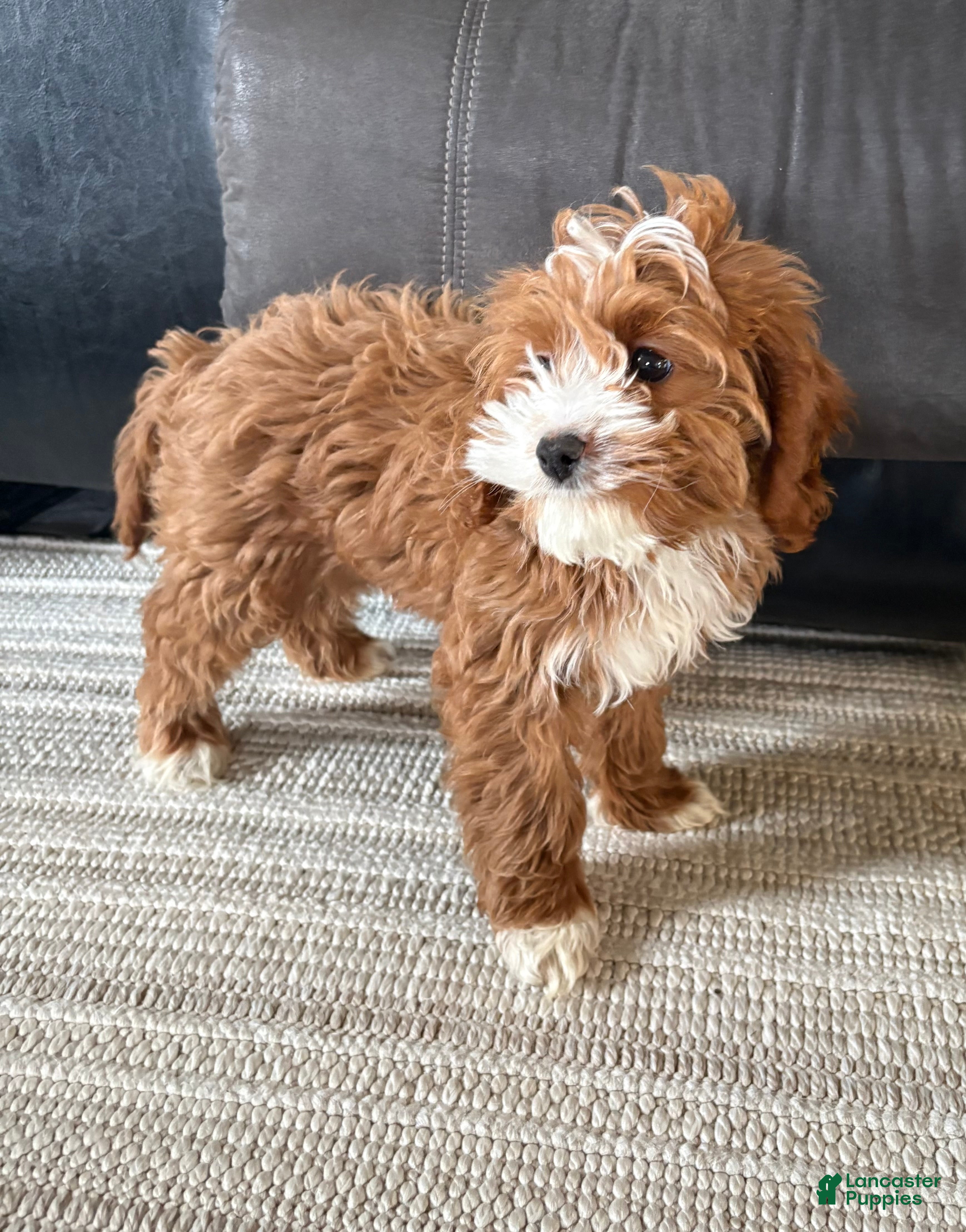 Cockapoo dogs Cooper - Ad 1