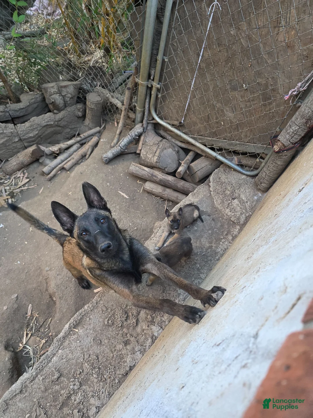 Mixed Breed dogs for sale: Mixed Breed 2 - Ad 2
