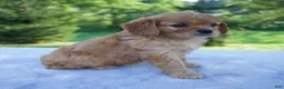 Mixed Breed dogs for sale: Royal - Ad 2