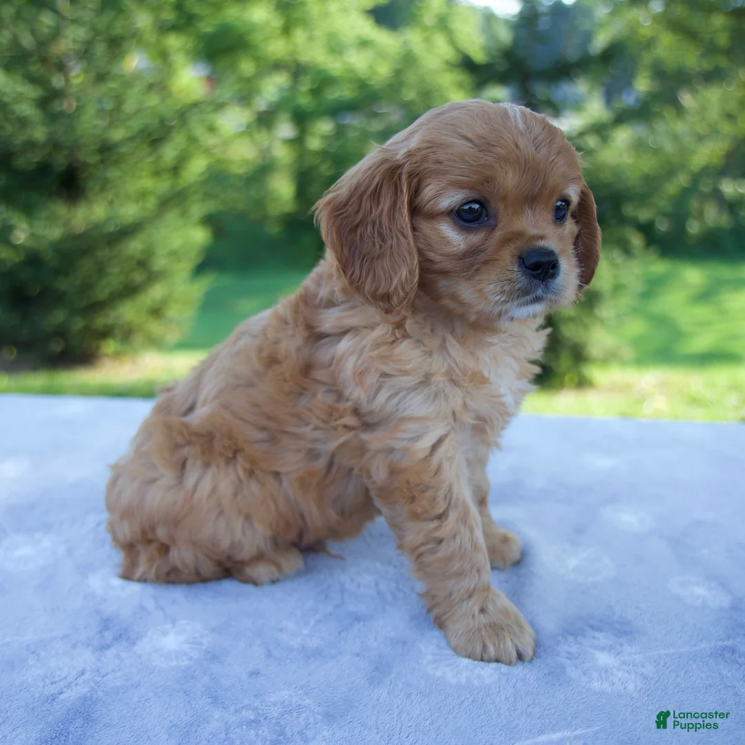 Mixed Breed dogs for sale: Royal - Ad 2