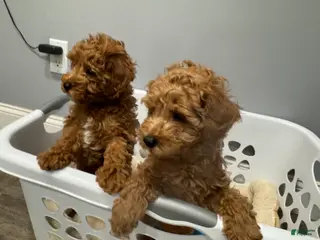 Miniature Poodle dogs Cappuccino - Ad 41