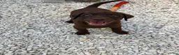 Labrador Retriever dogs for sale: Labrador Retriever Puppy 5 - Ad 2