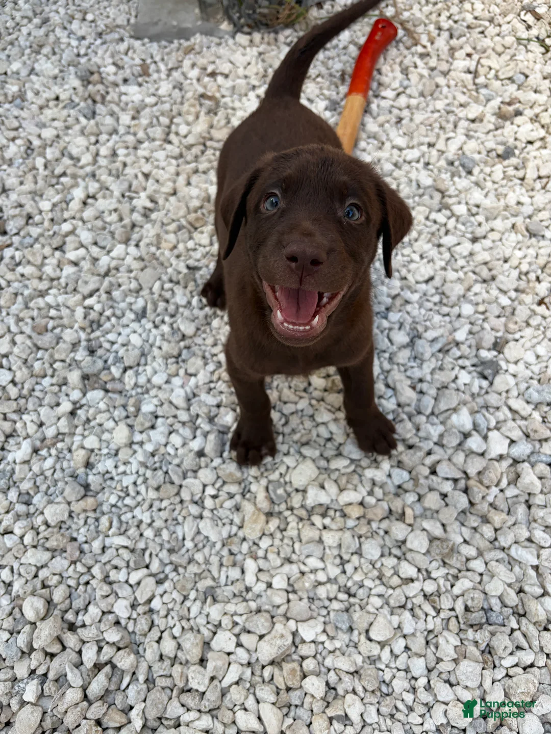 Labrador Retriever dogs for sale: Labrador Retriever Puppy 5 - Ad 2