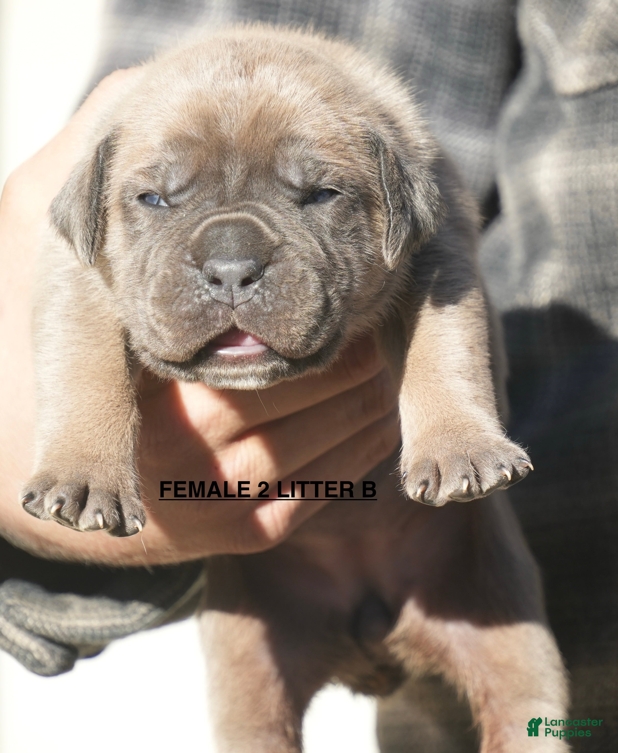 Cane Corso dogs for sale: Cane Corso Puppy 2 - Ad 3