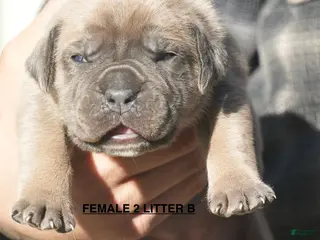 Cane Corso dogs Cane Corso Puppy 2 - Ad 35