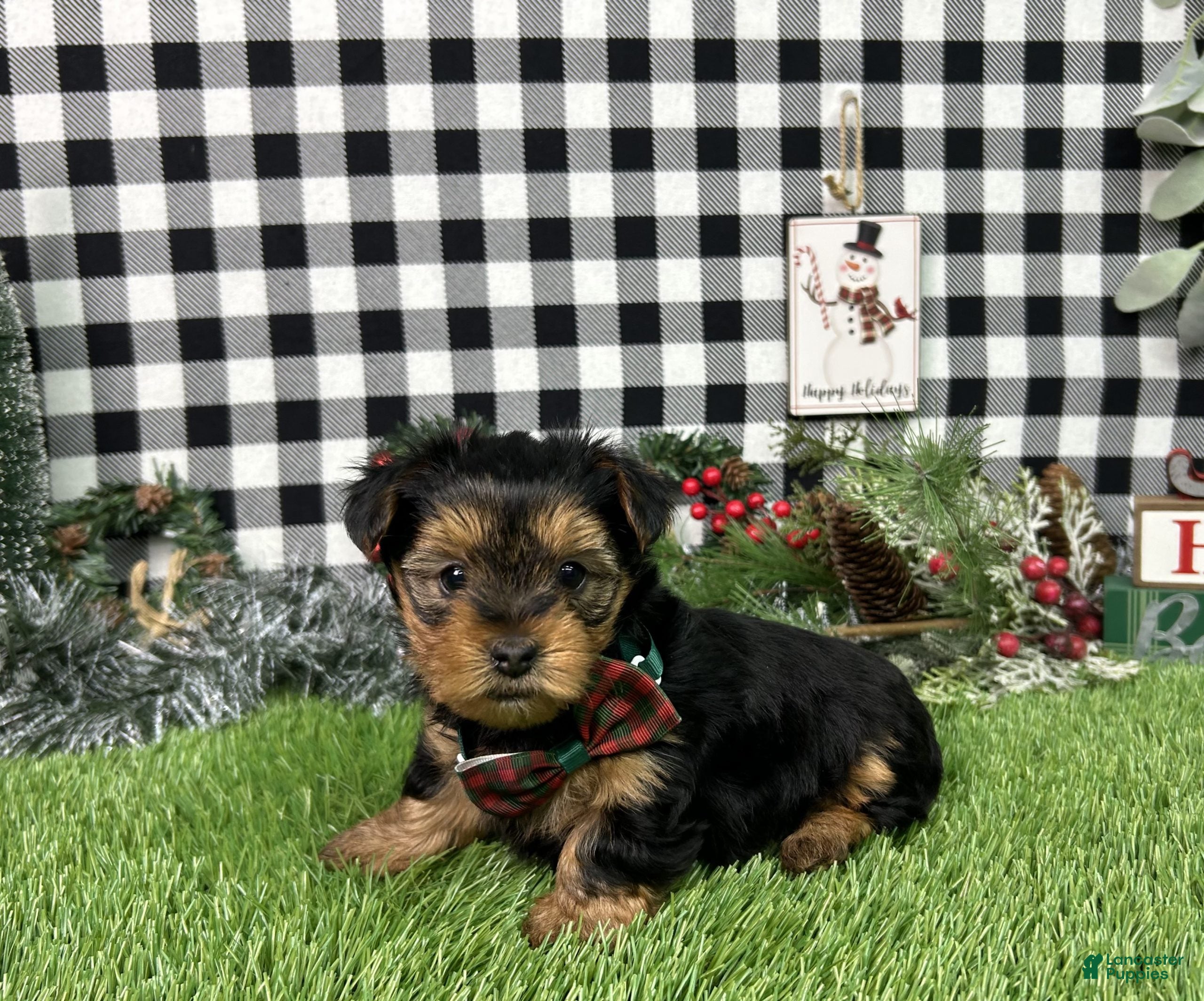 Yorkshire Terrier dogs Teddy - Ad 20