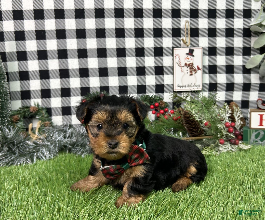 Yorkshire Terrier dogs for sale: Teddy - Ad 1
