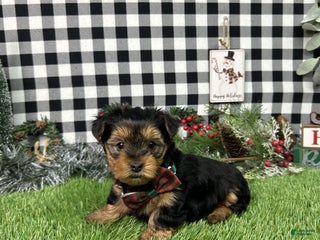 Yorkshire Terrier dogs Teddy - Ad 19
