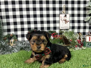 Yorkshire Terrier dogs Teddy - Ad 7