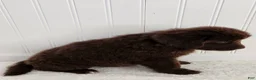Newfoundland dogs for sale: Emily - Ad 8