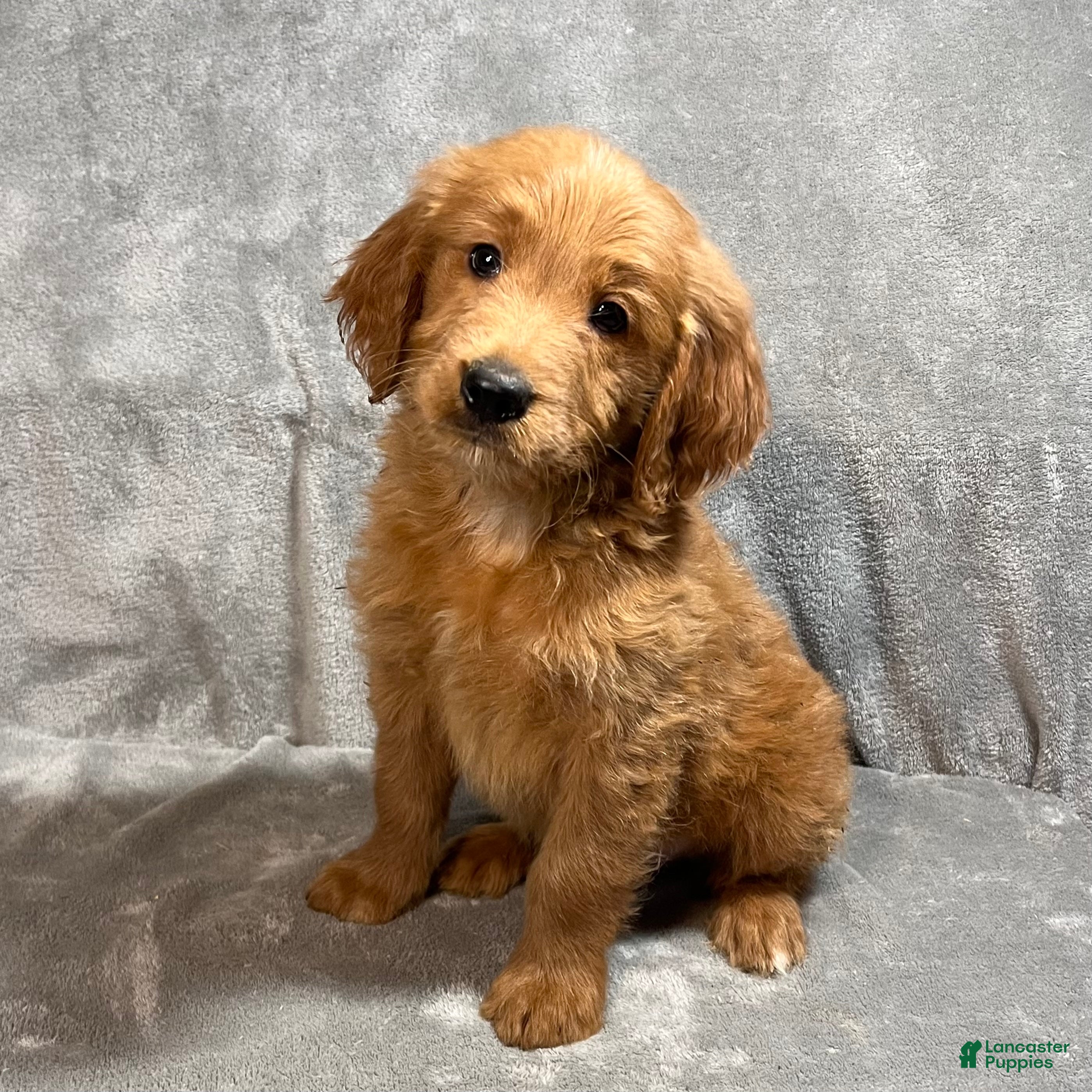 Goldendoodle dogs Lane - Ad 1
