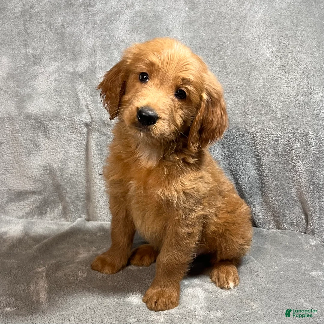 Goldendoodle dogs for sale: Lane - Ad 1