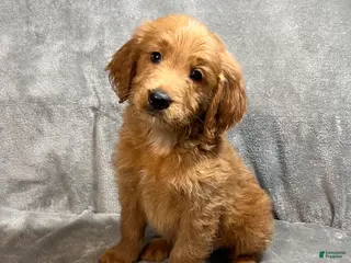 Goldendoodle dogs for sale: Lane - Ad 4