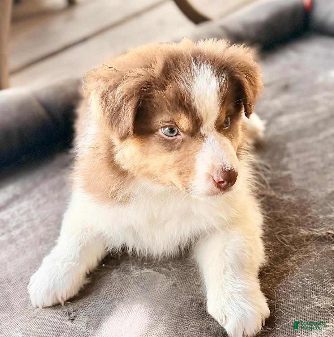 Australian Shepherd dogs for sale: AKC 7 Reba "Runt" - Ad 2