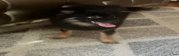 Pomeranian dogs for sale: Phoenix - Ad 2