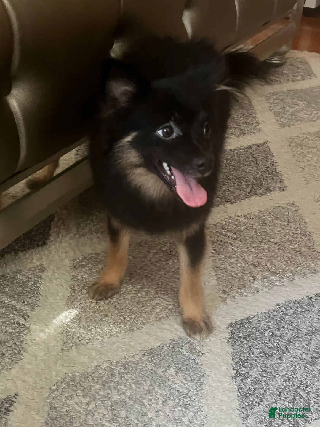 Pomeranian dogs for sale: Phoenix - Ad 2