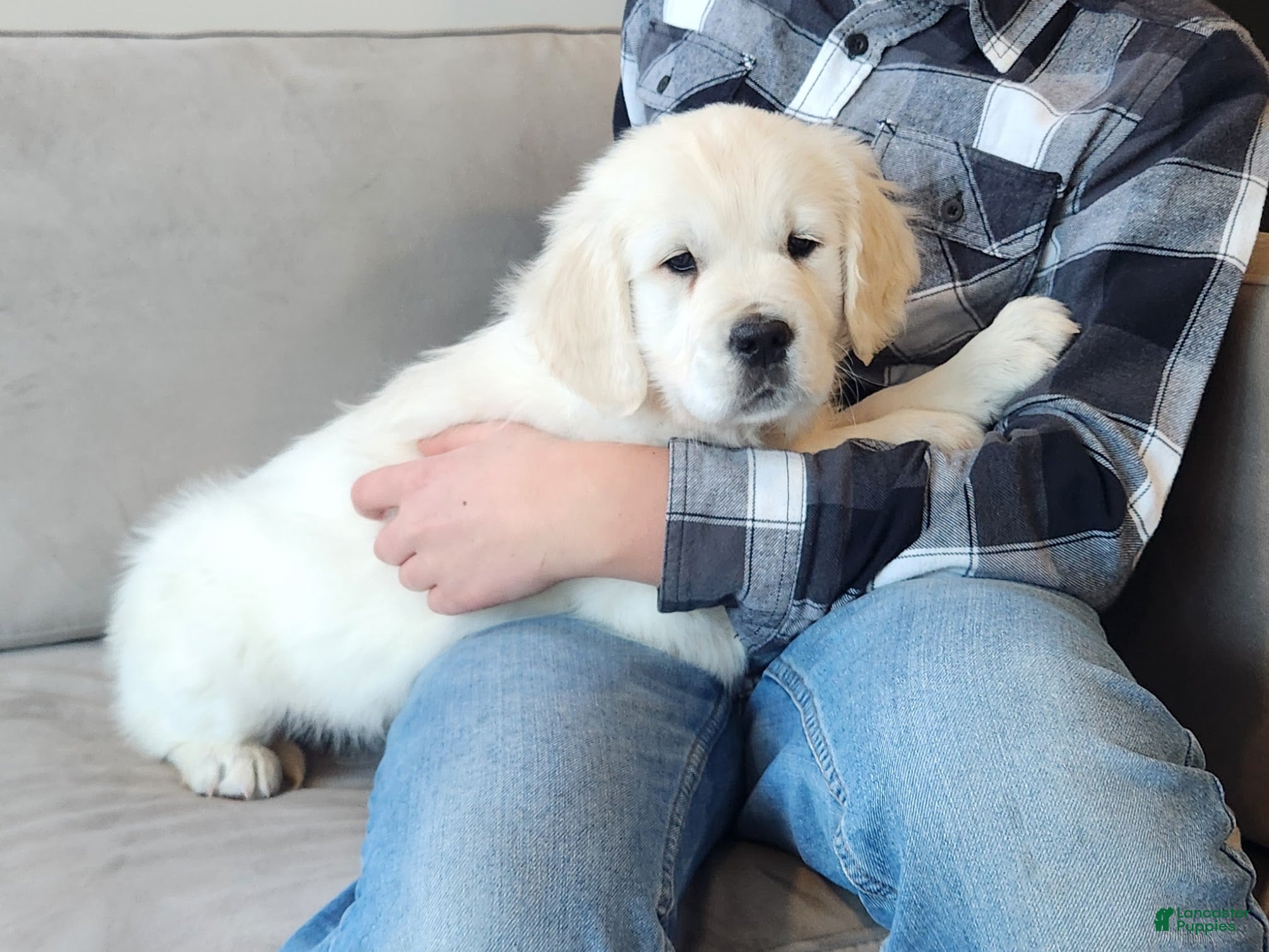 Golden Retriever dogs Princess - Ad 2