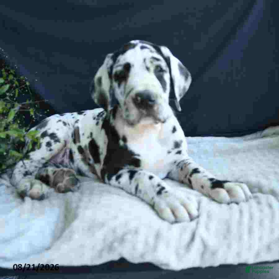 Great Dane dogs Easton - Ad 1
