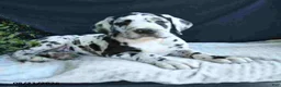 Great Dane dogs for sale: Easton - Ad 6