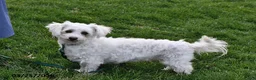 Bichon Frise dogs for sale: Holly - Ad 3
