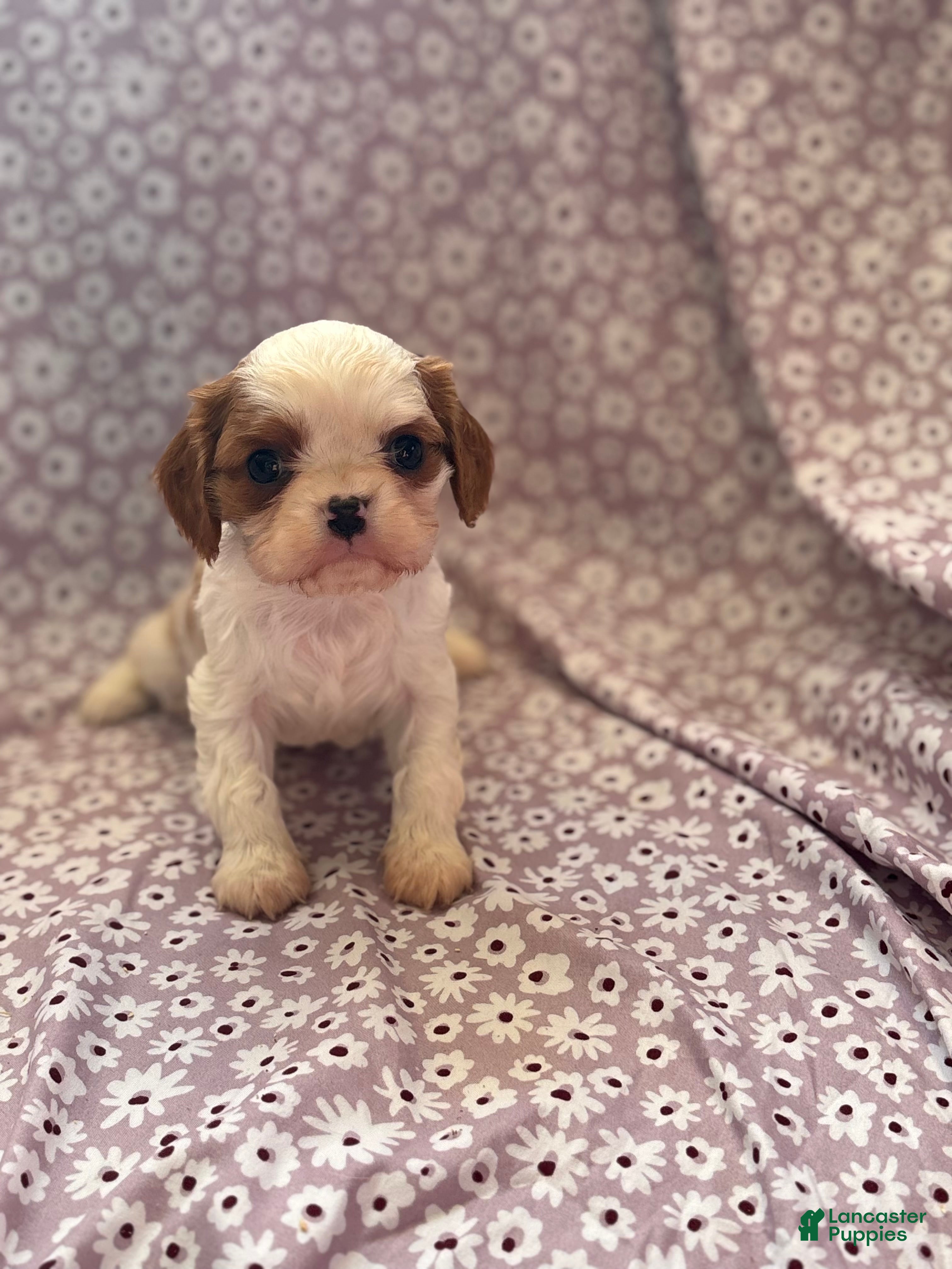 Cavalier King Charles Spaniel dogs Joker Cavalier King Charles Spaniel Puppy 1 - Ad 10