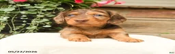 Dachshund dogs for sale: Adaline - Ad 2