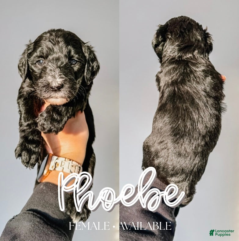 Mixed Breed dogs Phoebe - Ad 17