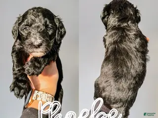 Mixed Breed dogs Phoebe - Ad 6